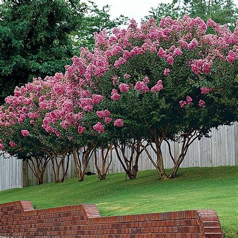 Witching hour crepe myrtle